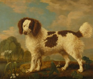 Brown and White Norfolk or Water Spaniel Date, 1778.  By George Stubbs (1724-1806, British).  Yale Center for British Art, Paul Mellon Collection